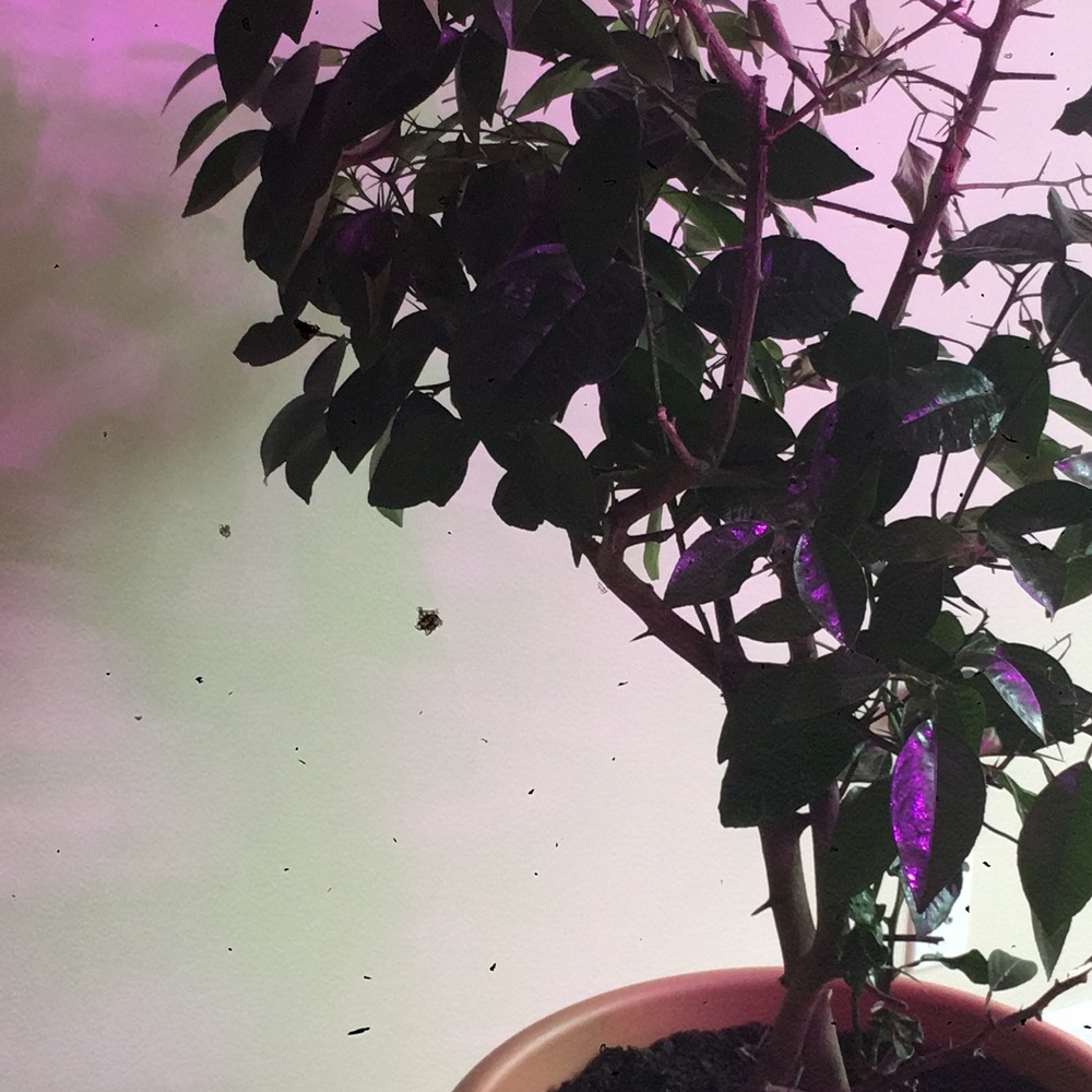 Meet your Posher